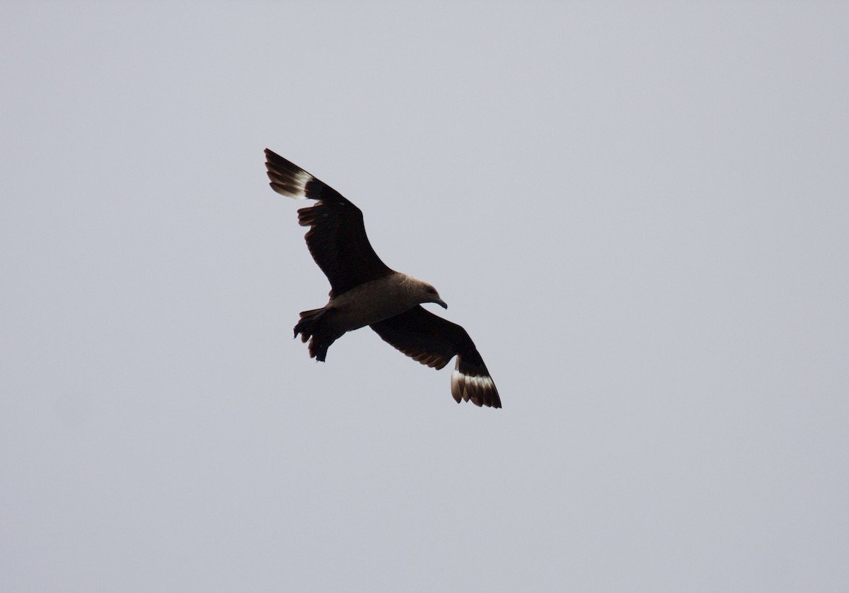 South Polar Skua - Matt Brady