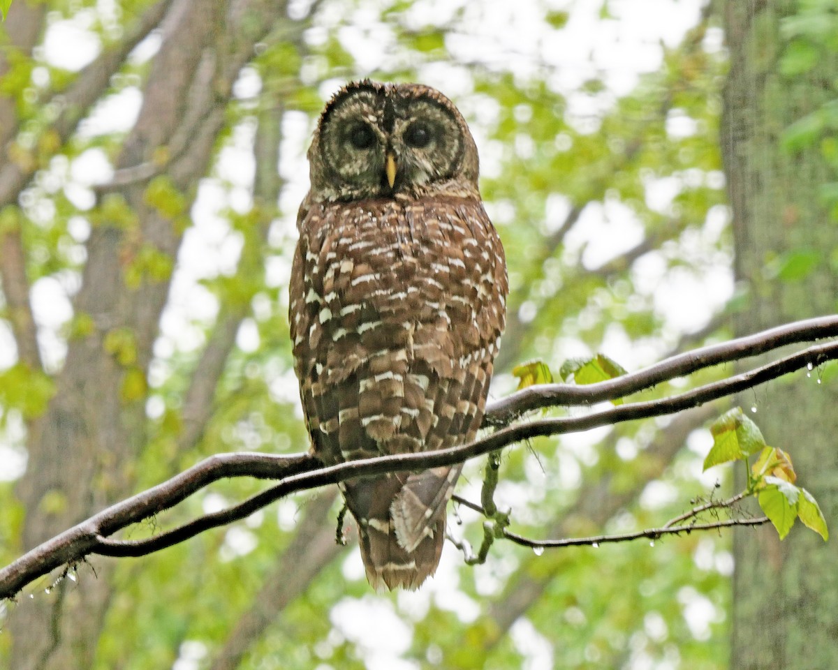 Barred Owl - ML445263411