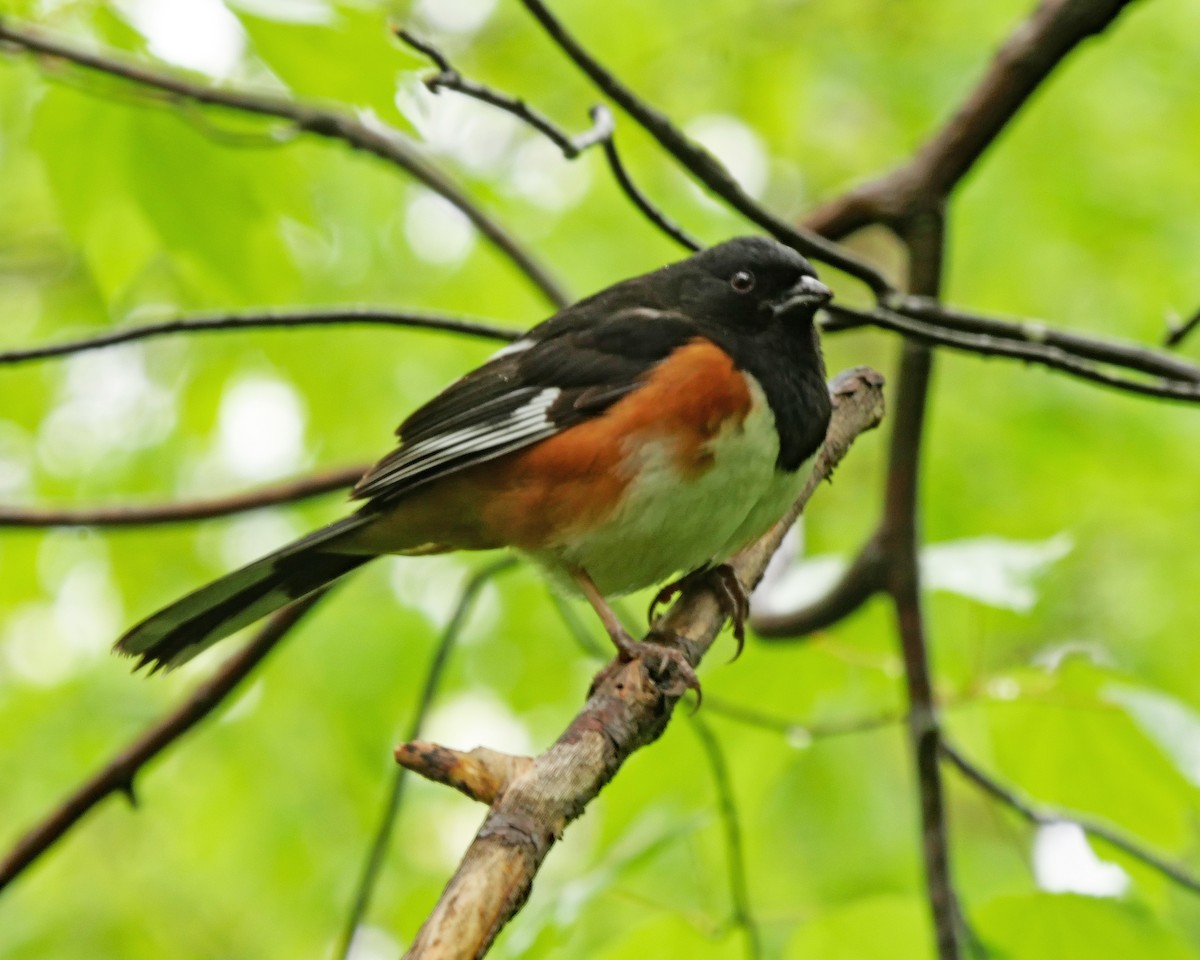Eastern Towhee - ML445263471