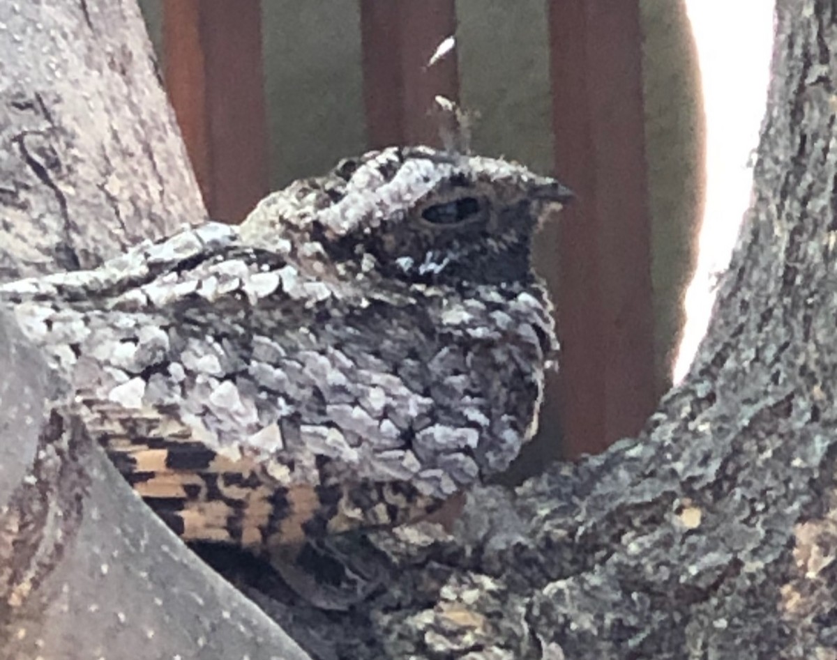 Common Poorwill - Will Adams