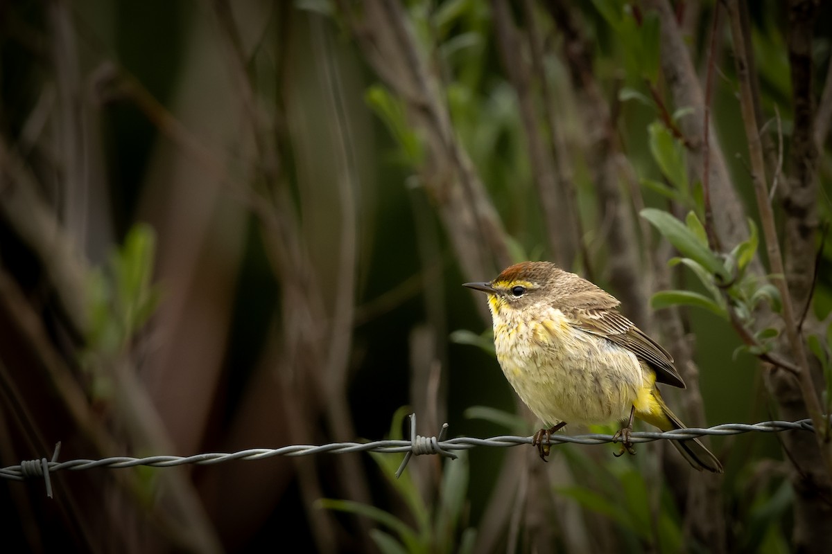 Palm Warbler - ML445264251