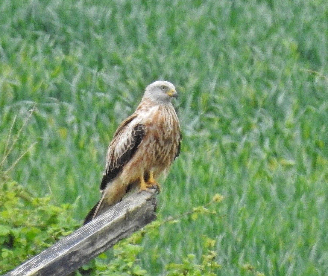 Red Kite - ML445265141