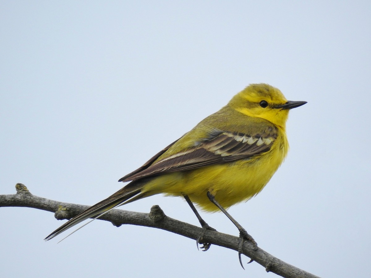 Western Yellow Wagtail - ML445265251