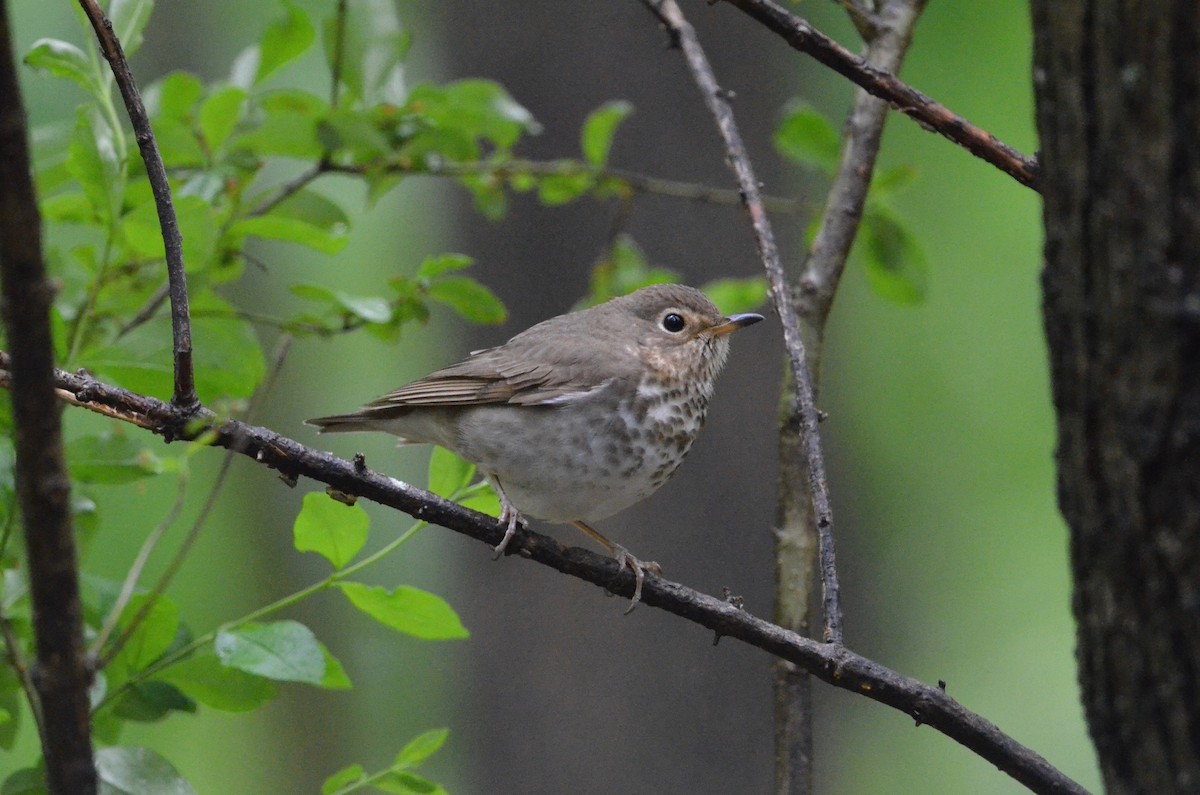 Swainson's Thrush - ML445266421