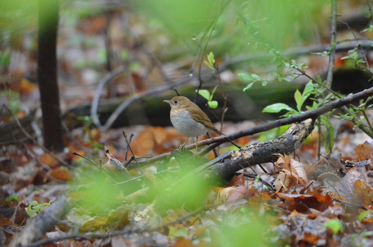 Veery - ML445266911