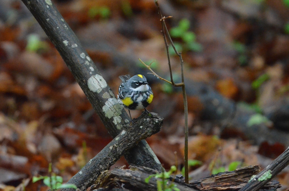 Yellow-rumped Warbler (Myrtle) - ML445267231