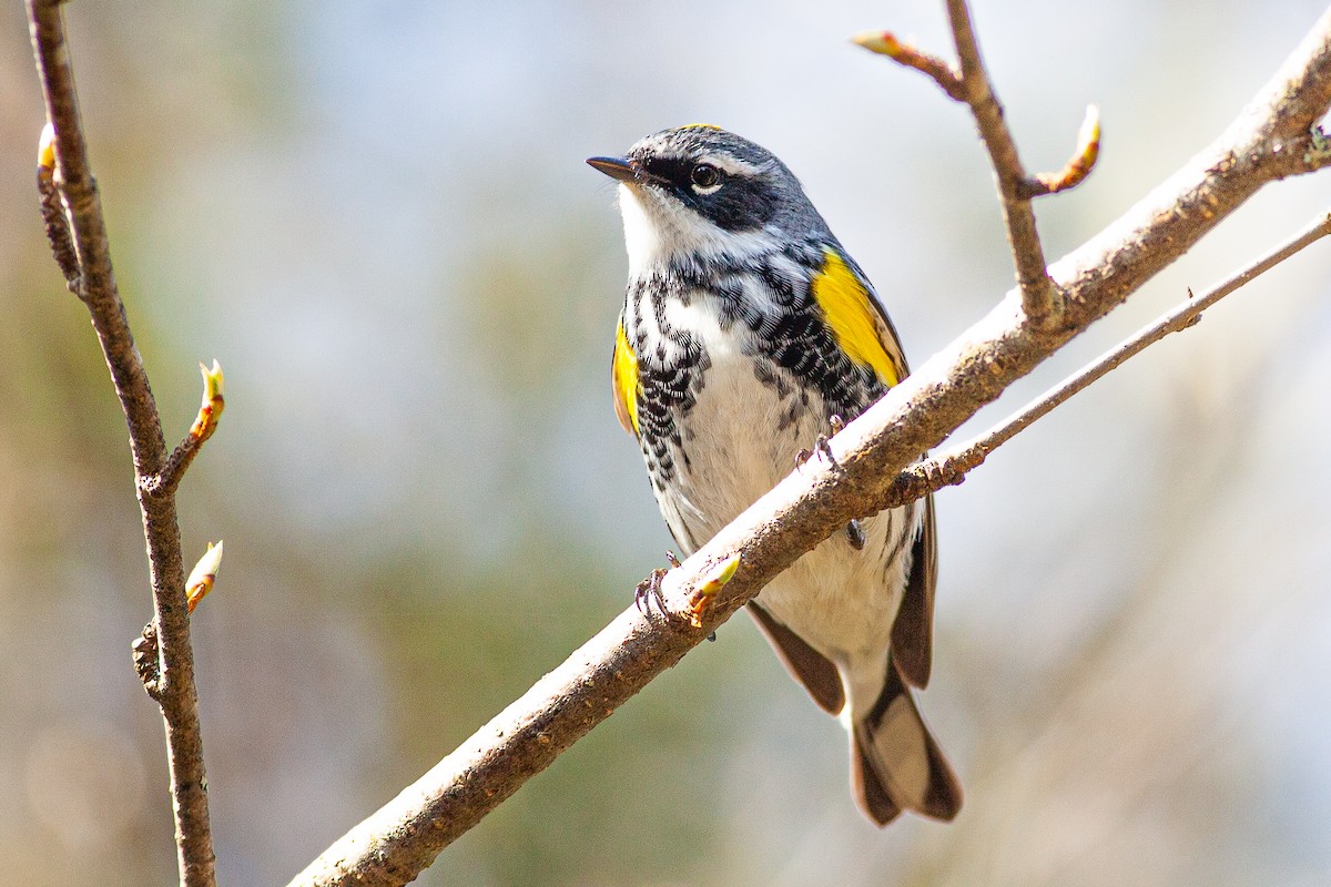 Yellow-rumped Warbler (Myrtle) - Tom Foley