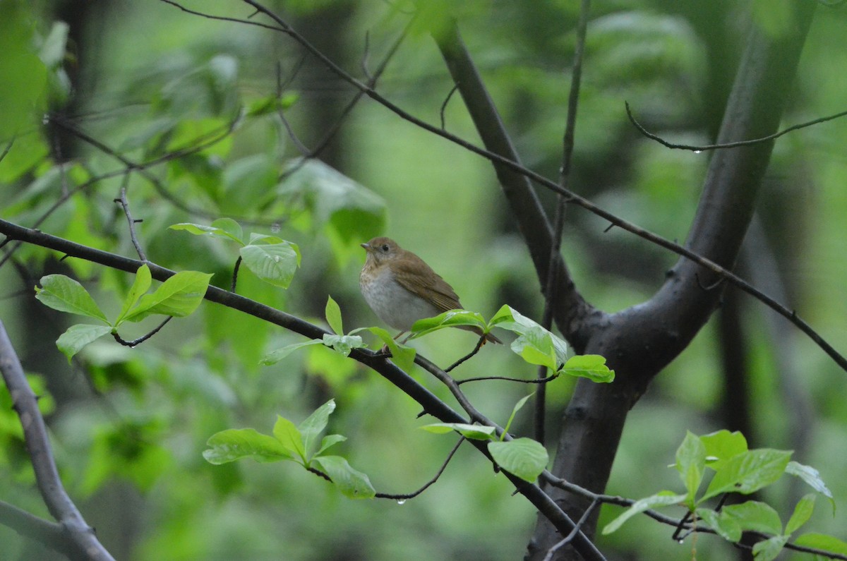 Veery - ML445267571