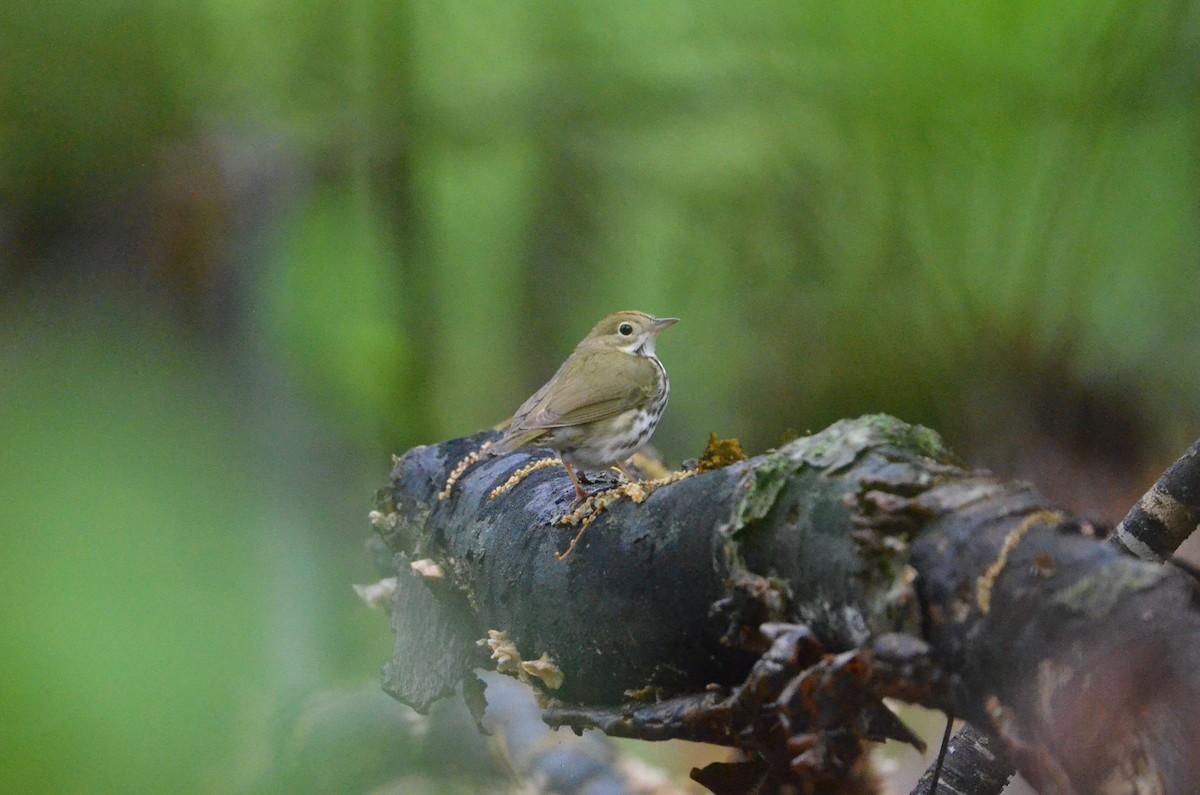 Ovenbird - ML445268031