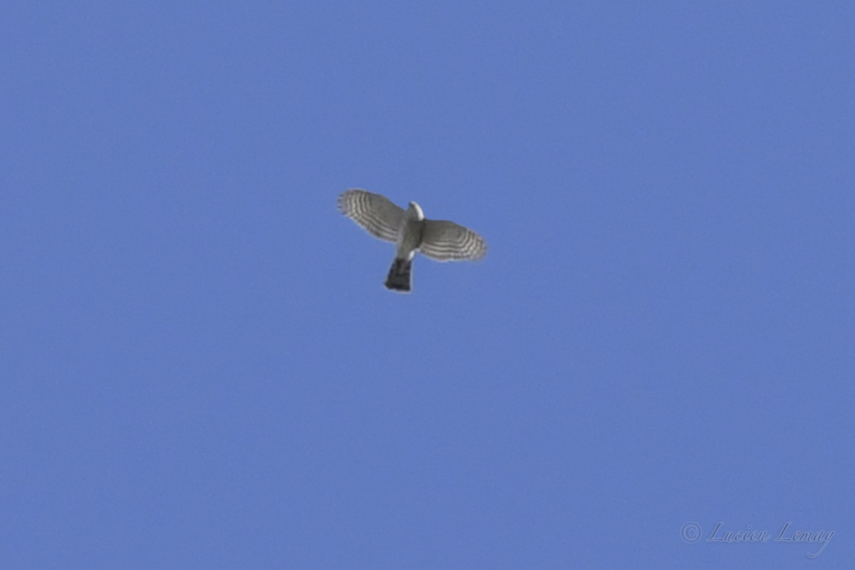 Sharp-shinned Hawk - Lucien Lemay