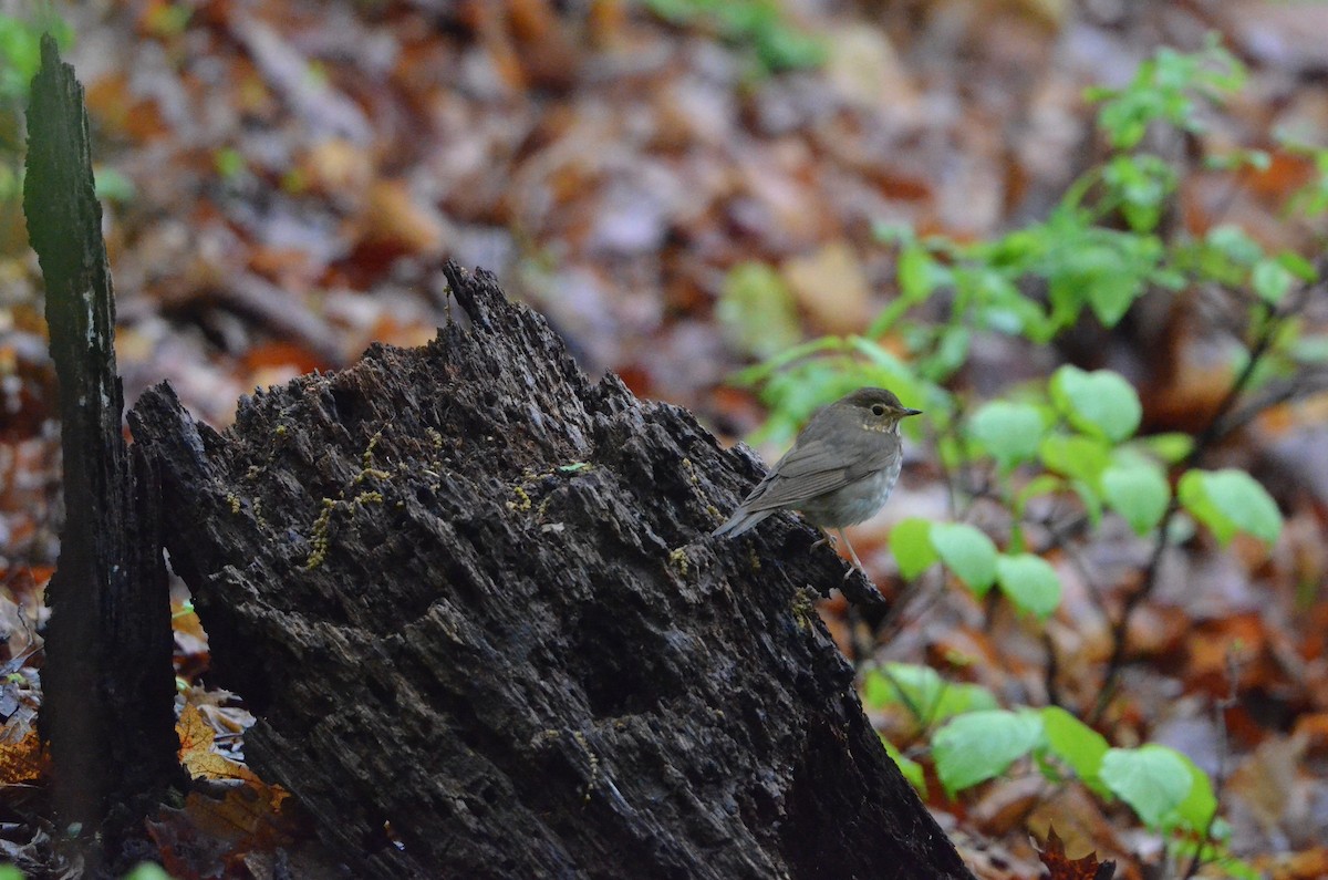 Swainson's Thrush - ML445268401