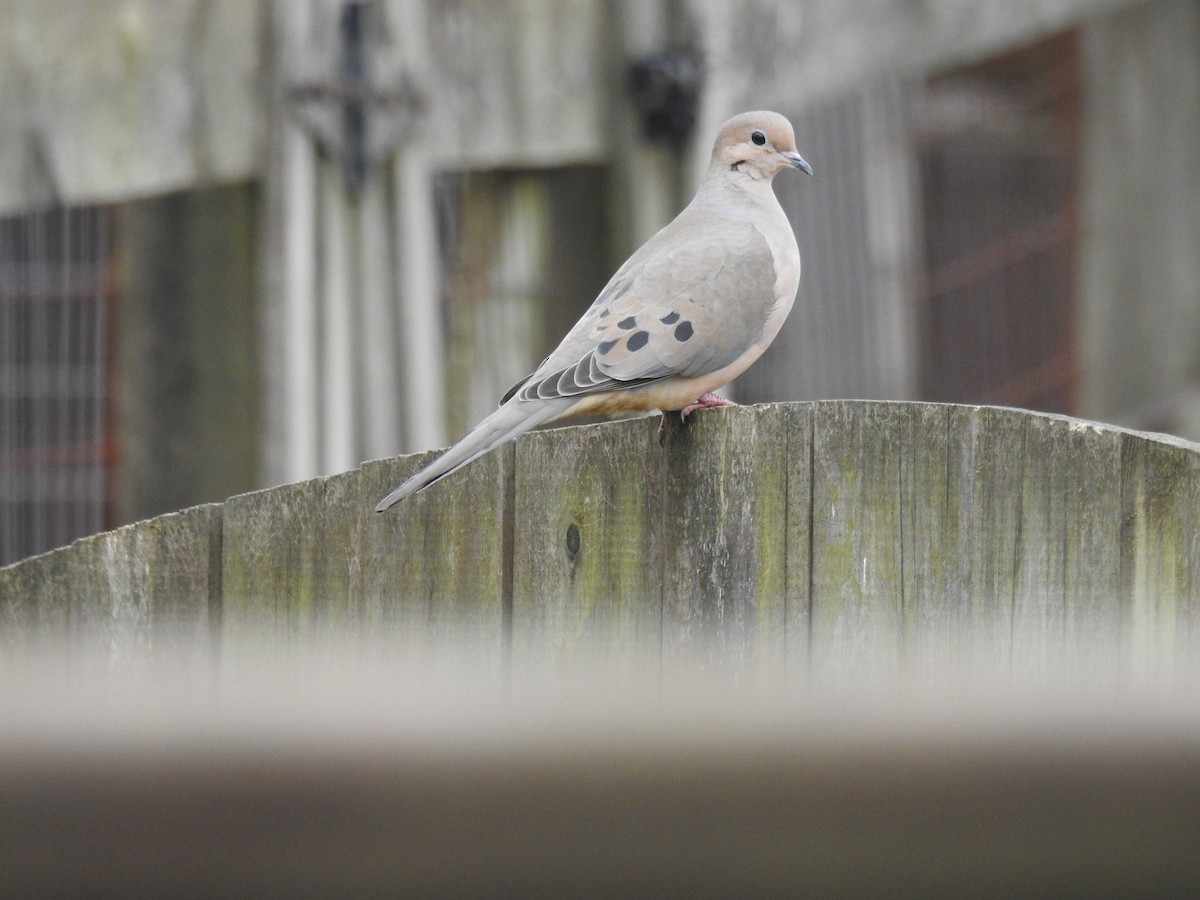 Mourning Dove - ML44526901