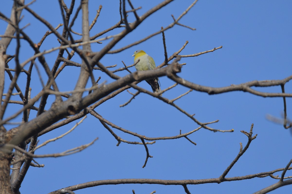 Yellow-footed Green-Pigeon - ML445269301