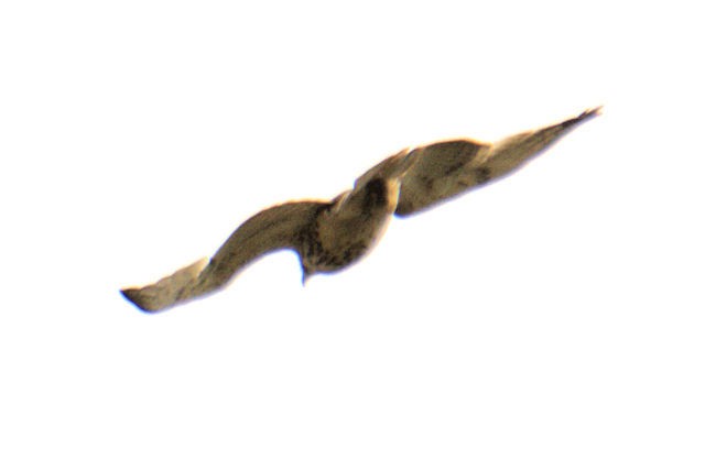 káně rudochvostá (ssp. borealis) - ML445269381