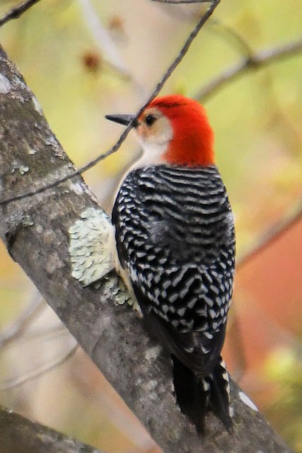 Red-bellied Woodpecker - Liz Markiewicz