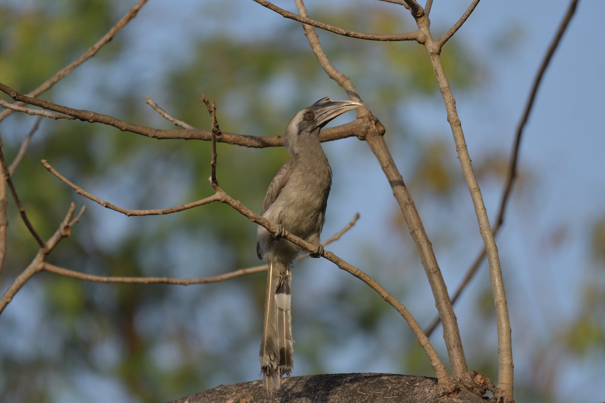 Indian Gray Hornbill - ML445269591