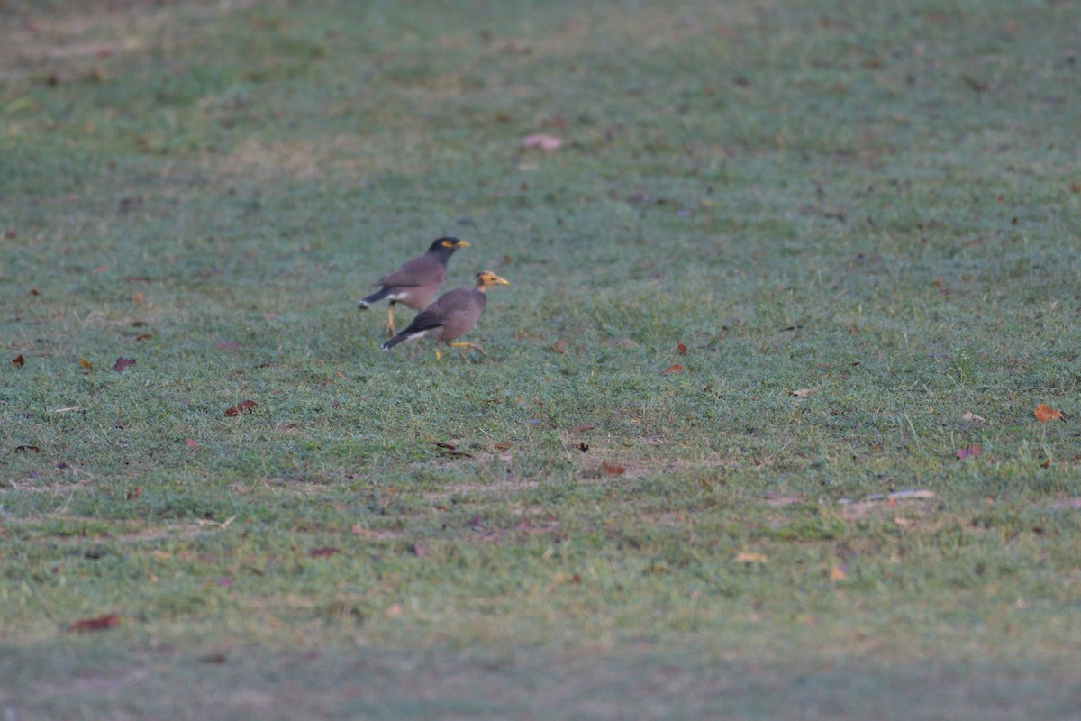 Common Myna - ML445269951