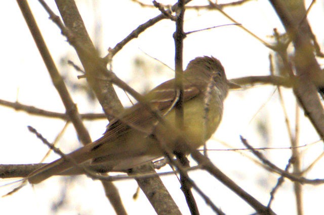 Great Crested Flycatcher - Liz Markiewicz