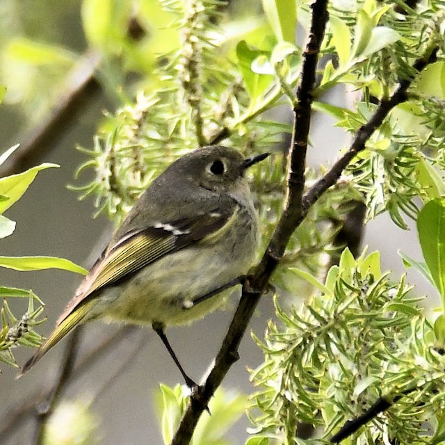 Ruby-crowned Kinglet - ML445270281