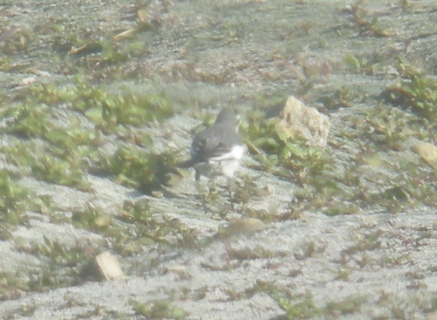 White Wagtail (Black-backed) - ML44527031