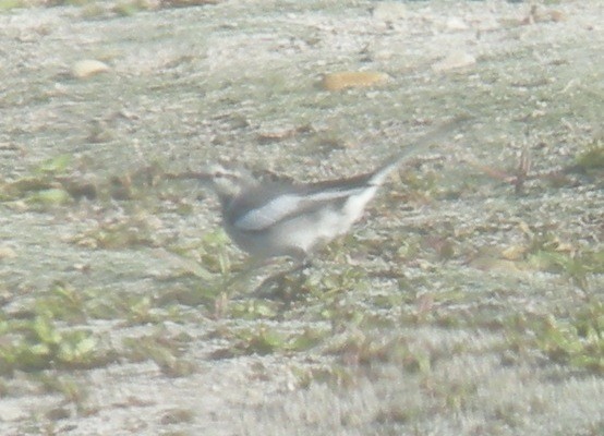 White Wagtail (Black-backed) - ML44527041