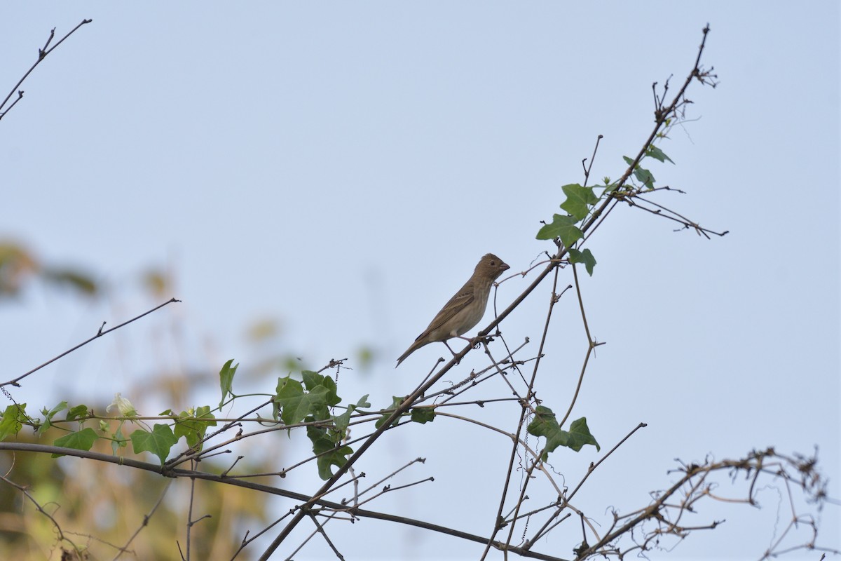 Common Rosefinch - ML445270451