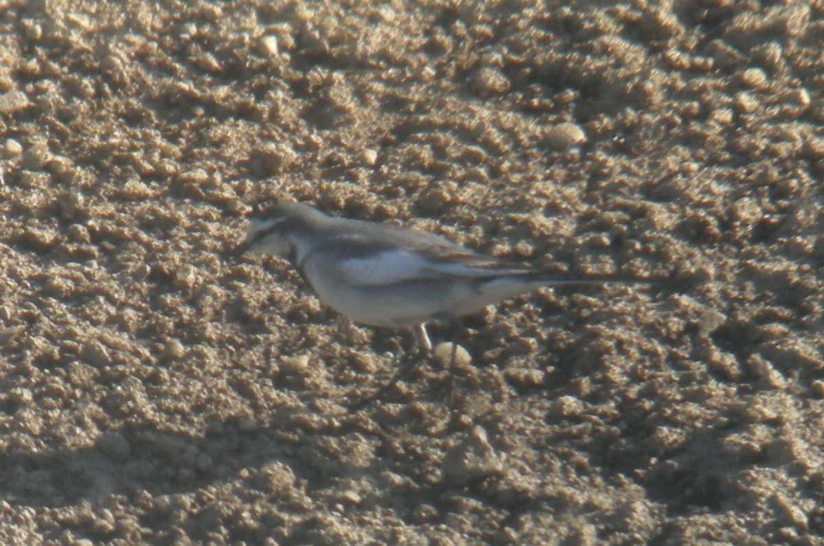 White Wagtail (Black-backed) - ML44527071