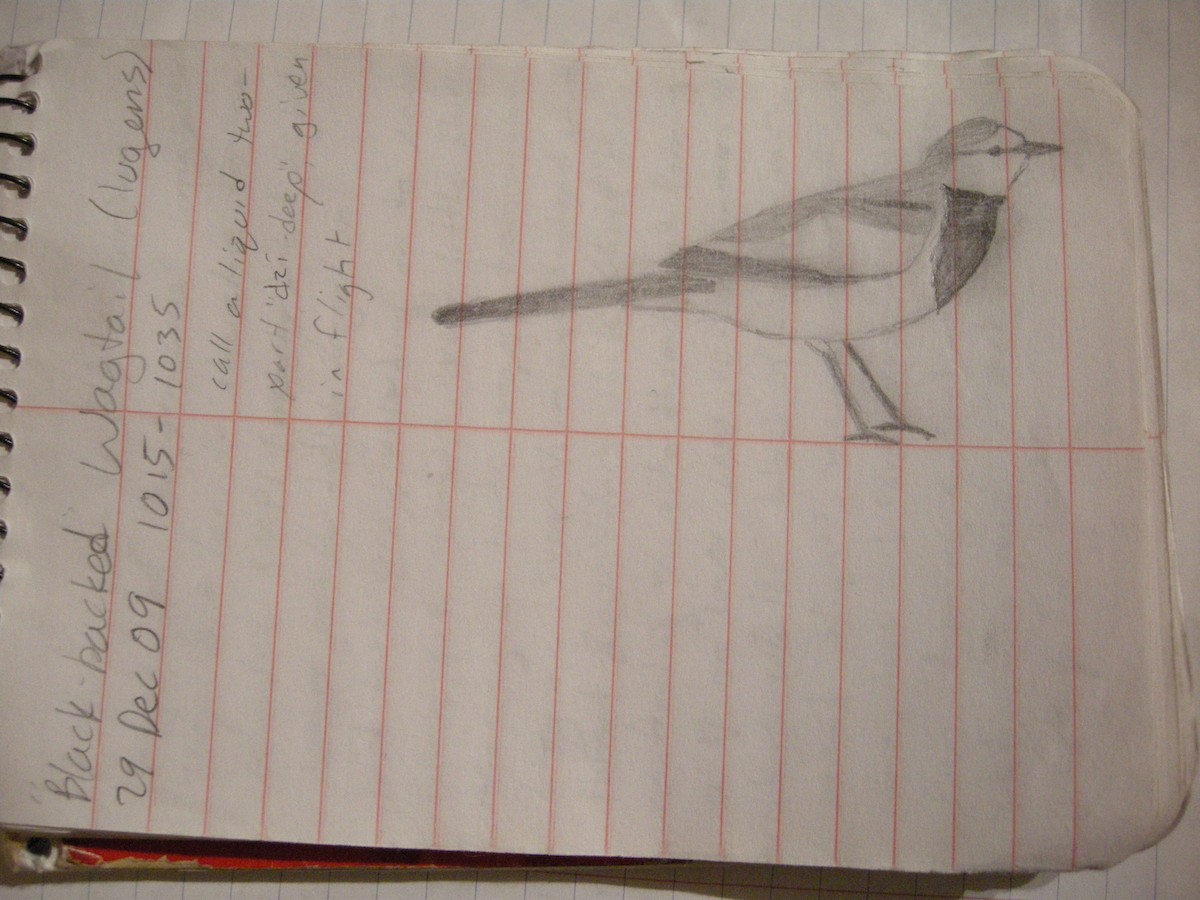 White Wagtail (Black-backed) - ML44527091