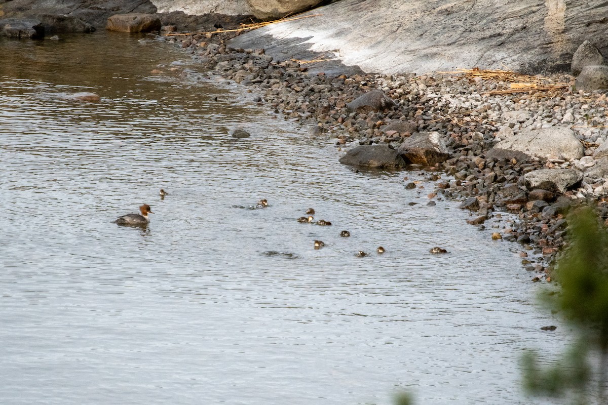 Хумхин бохио - ML445271061