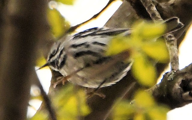 Black-and-white Warbler - Liz Markiewicz