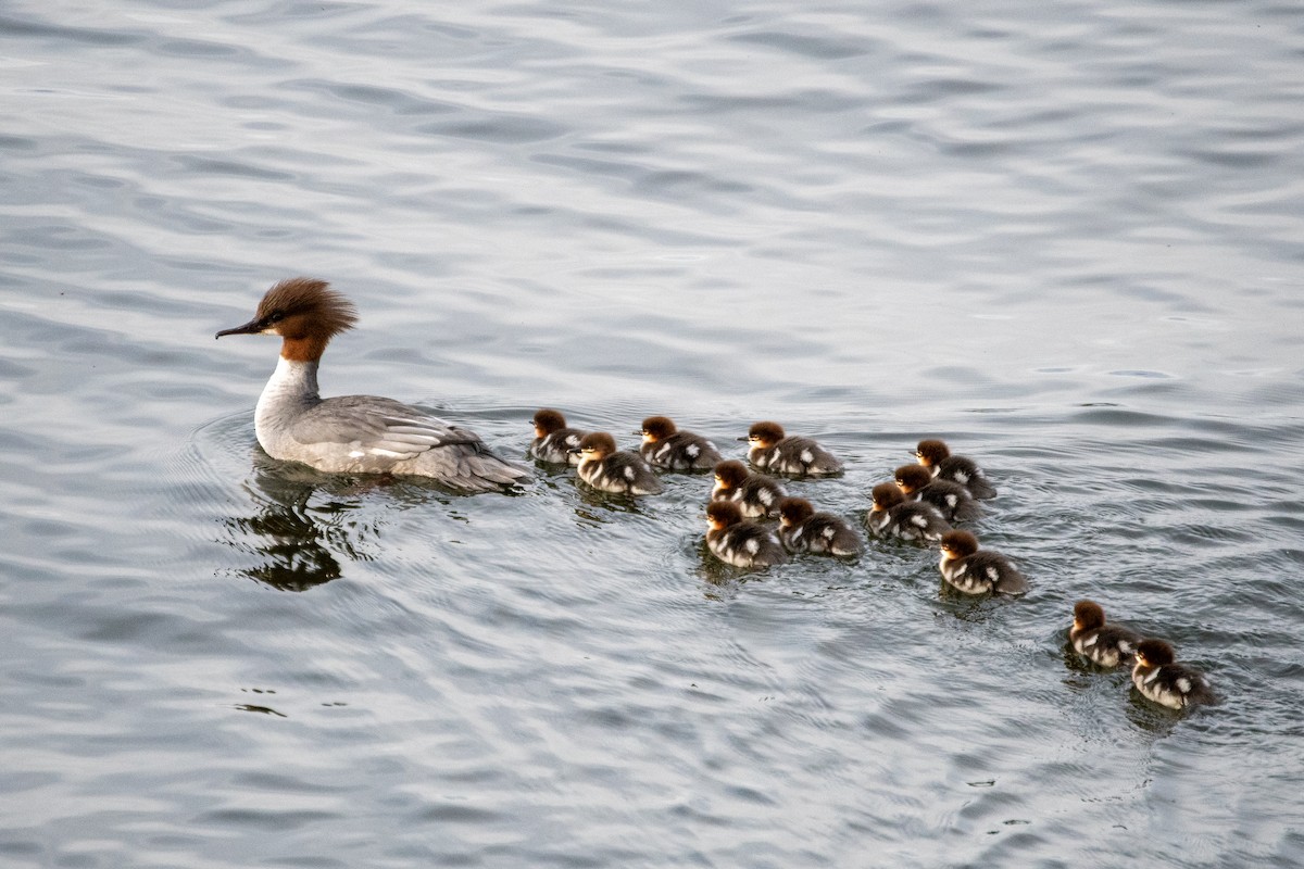 Хумхин бохио - ML445271121