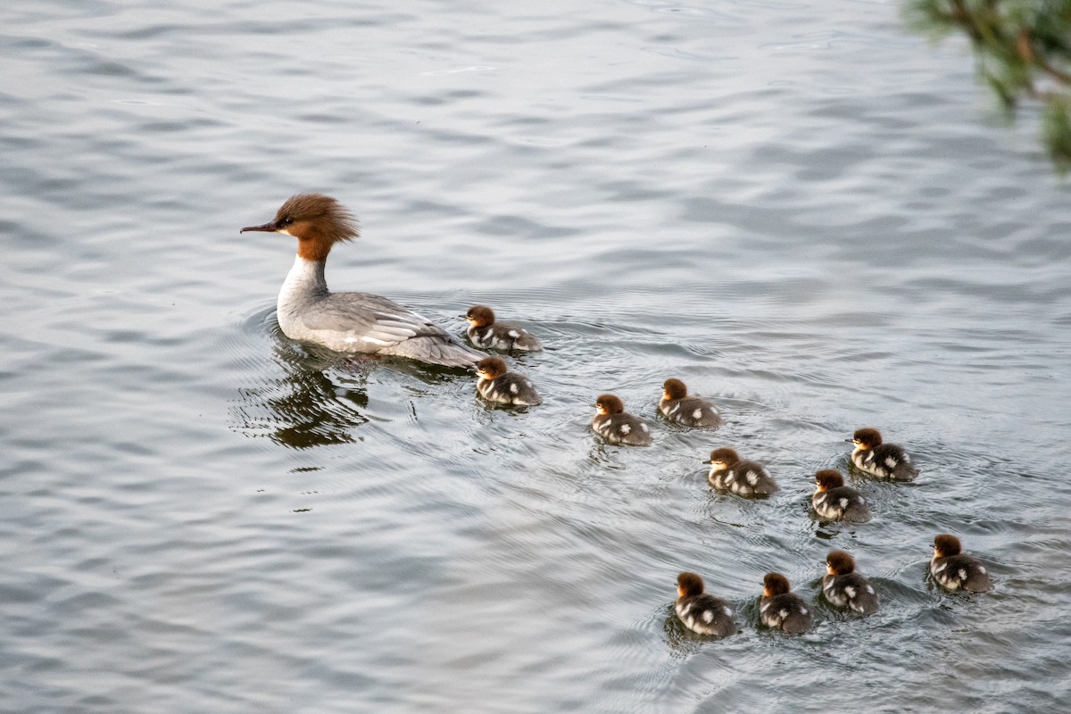 Хумхин бохио - ML445271161