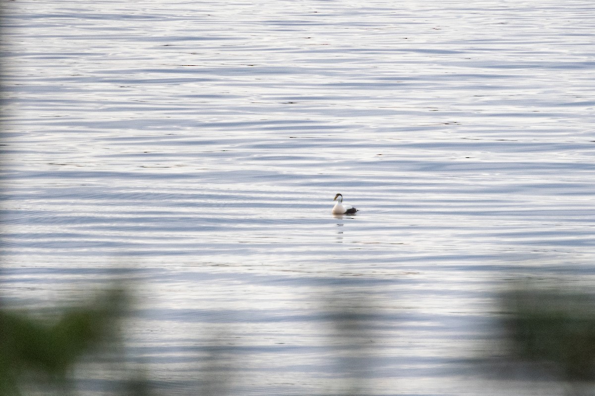 Common Eider - ML445271231