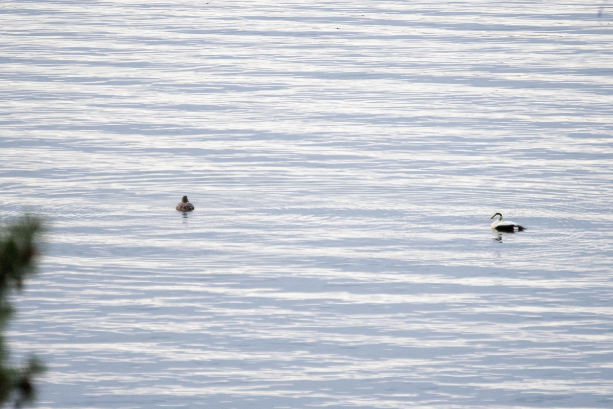 Common Eider - ML445271251