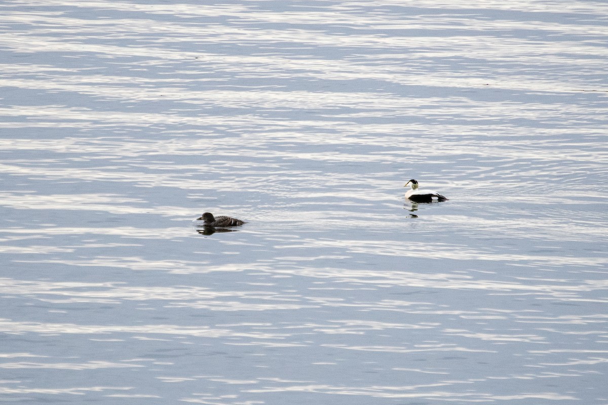 Common Eider - ML445271271