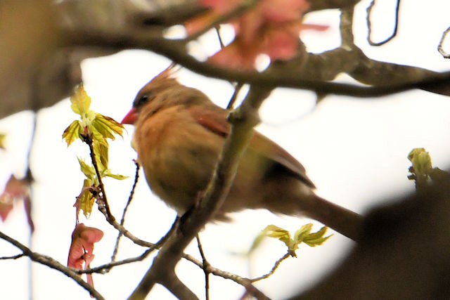 Cardinal rouge - ML445271331