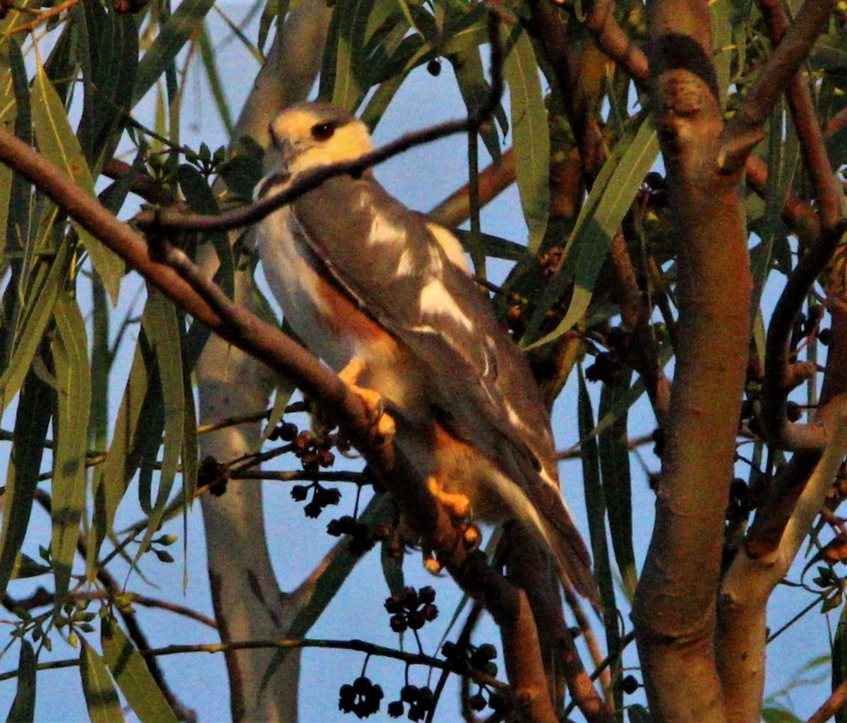 Pearl Kite - ML445273961