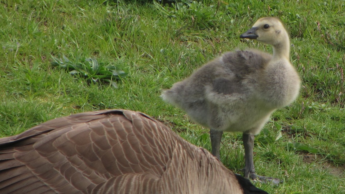 Canada Goose - ML445274111