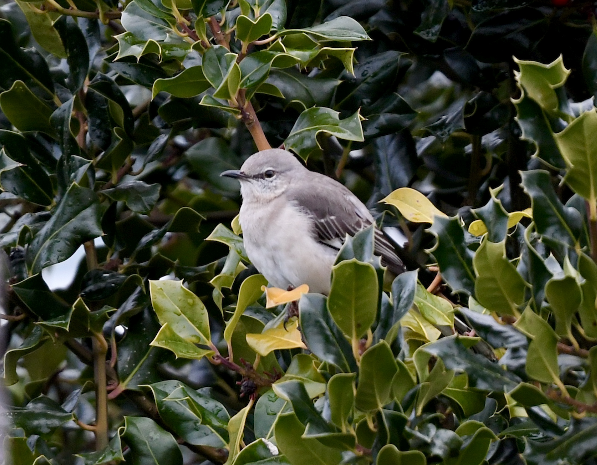 Northern Mockingbird - ML445274231