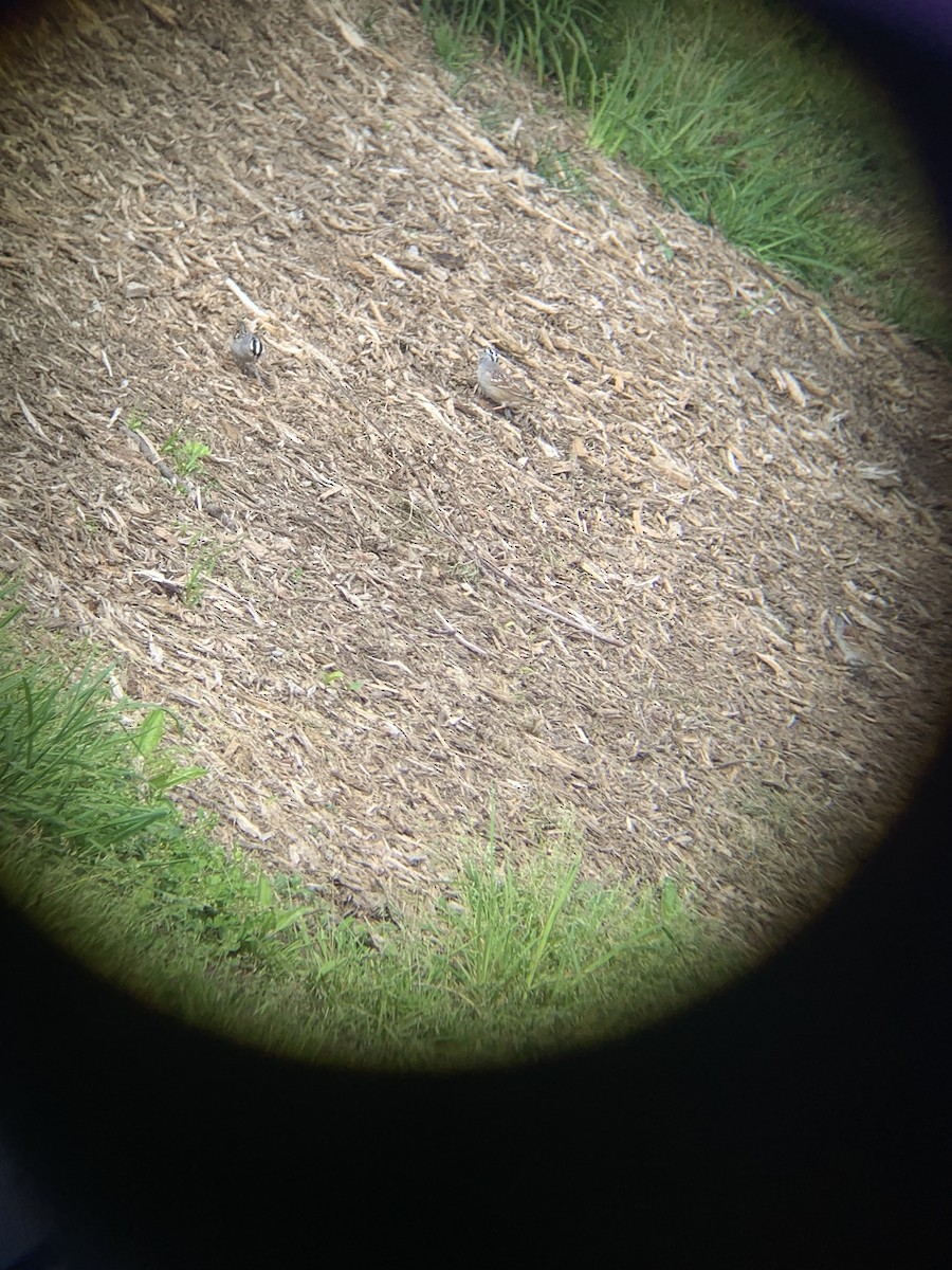 White-crowned Sparrow - ML445274371
