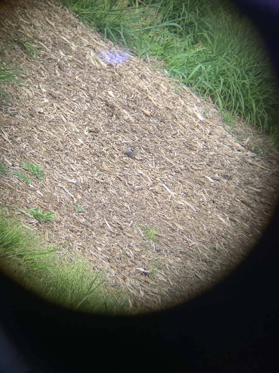 White-crowned Sparrow - ML445274391