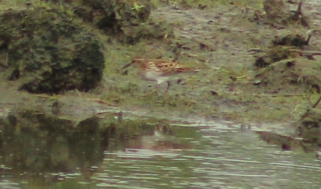 Least Sandpiper - ML445274631