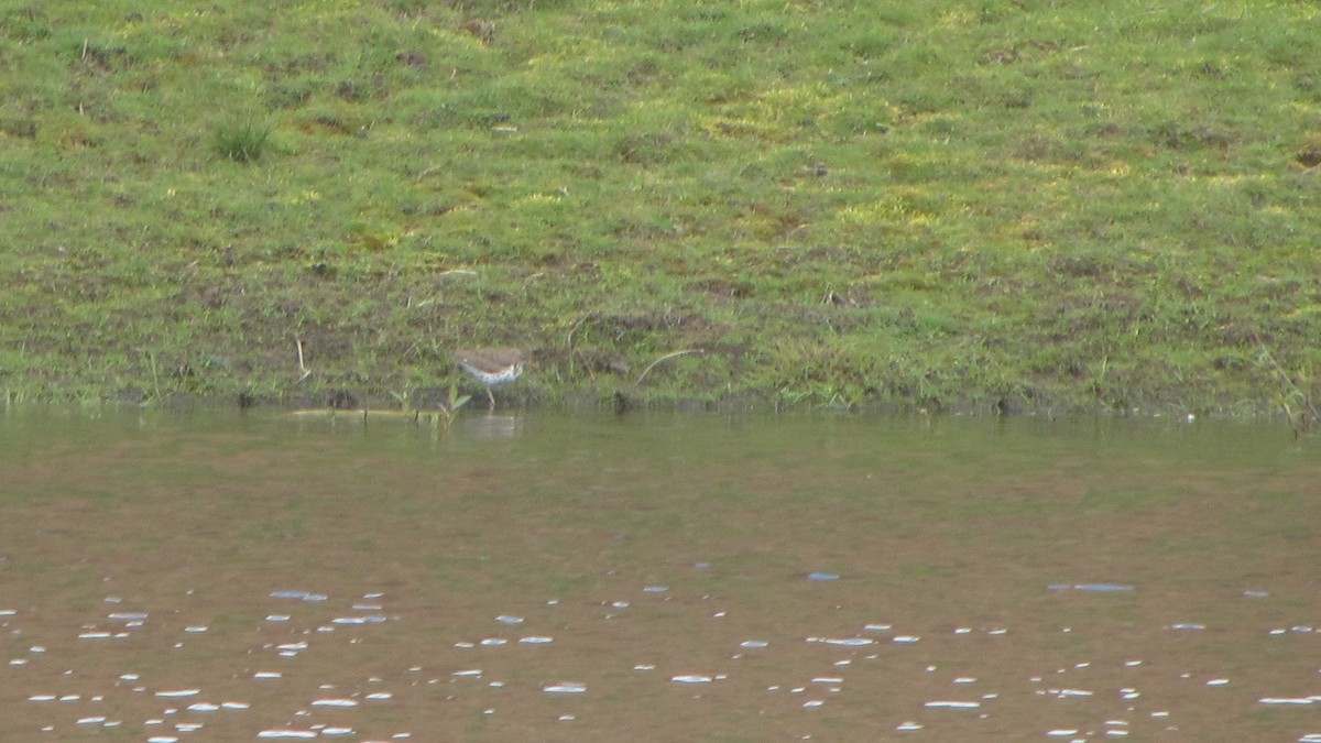 Spotted Sandpiper - ML445274641