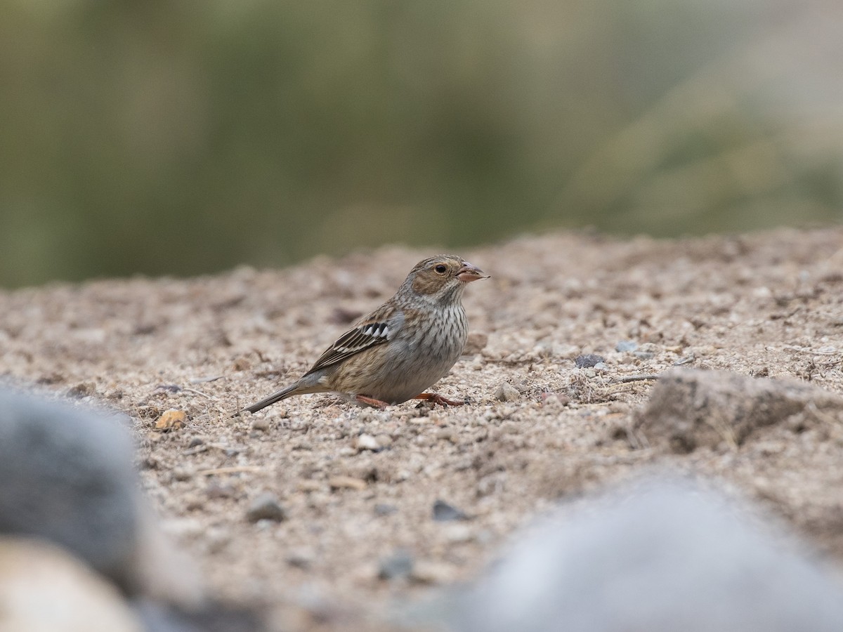 Mourning Sierra Finch - ML445275081