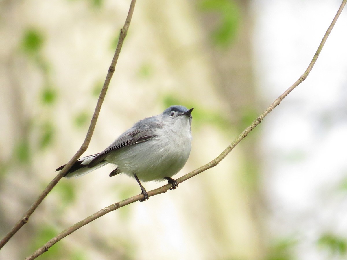 Blue-gray Gnatcatcher - ML445275121