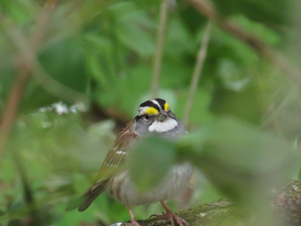 White-throated Sparrow - ML445275411