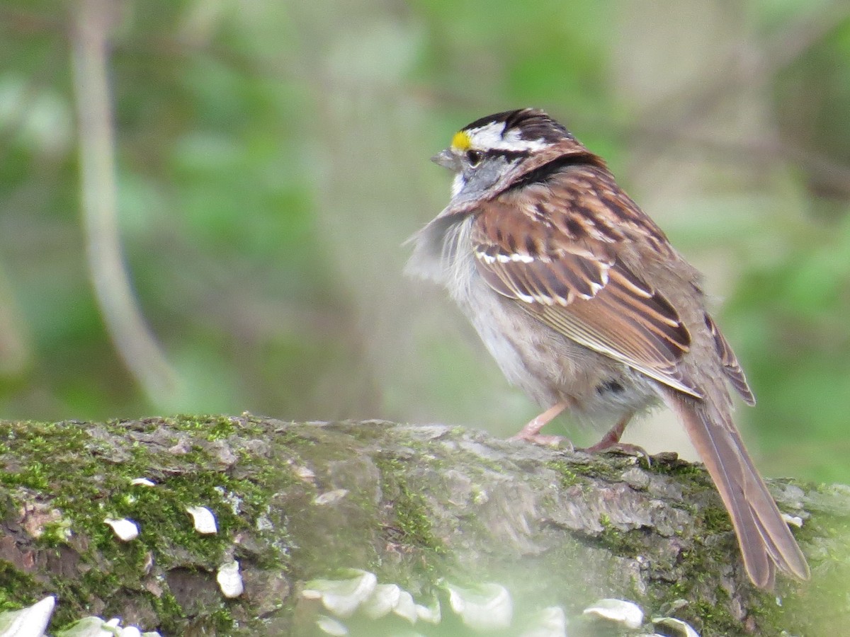 White-throated Sparrow - ML445275501