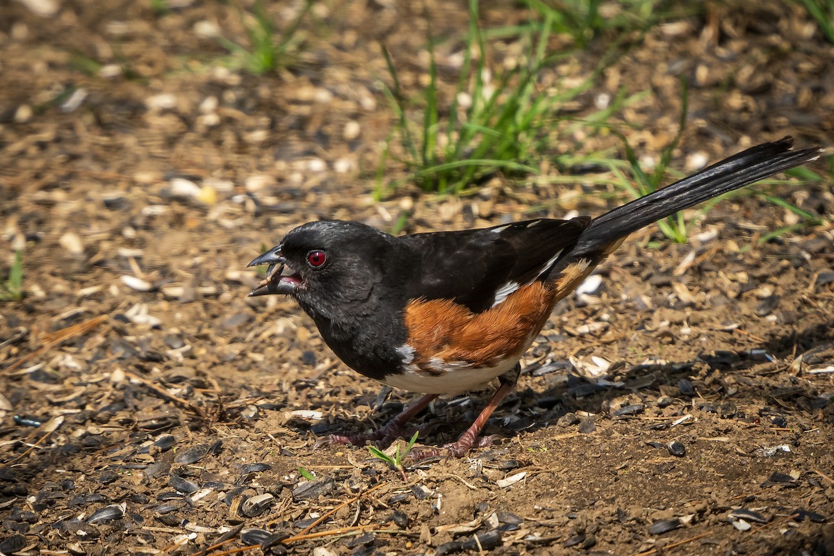 Eastern Towhee - Stephanie Stewart