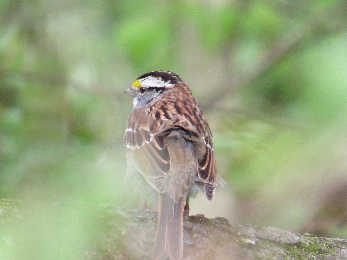 White-throated Sparrow - ML445275581