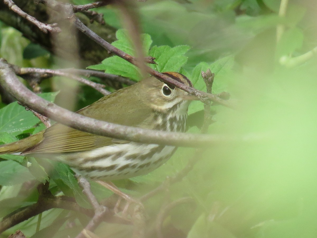 Ovenbird - ML445275701